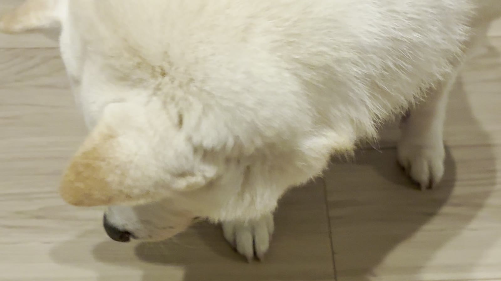華の写真