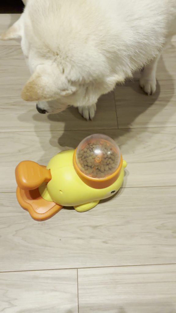 白柴の華の顔写真