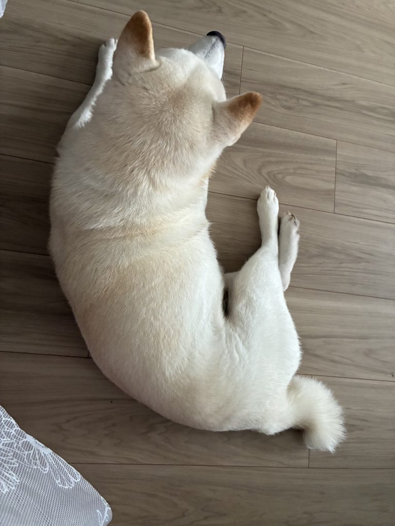 華の写真