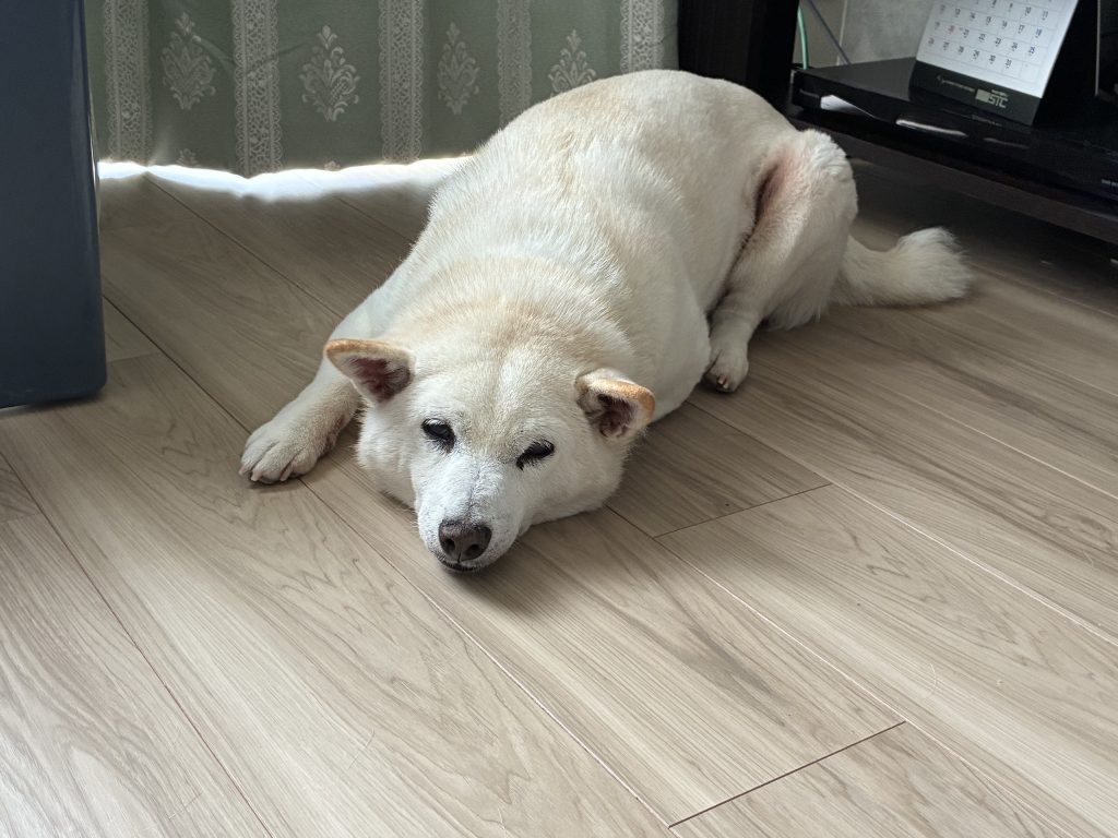 白柴の華